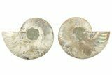 Cut & Polished, Agatized Ammonite Fossil - Madagascar #234431-1